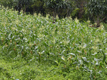 05corn_tishi.jpg