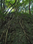 17gajumaru_root_sefa.jpg