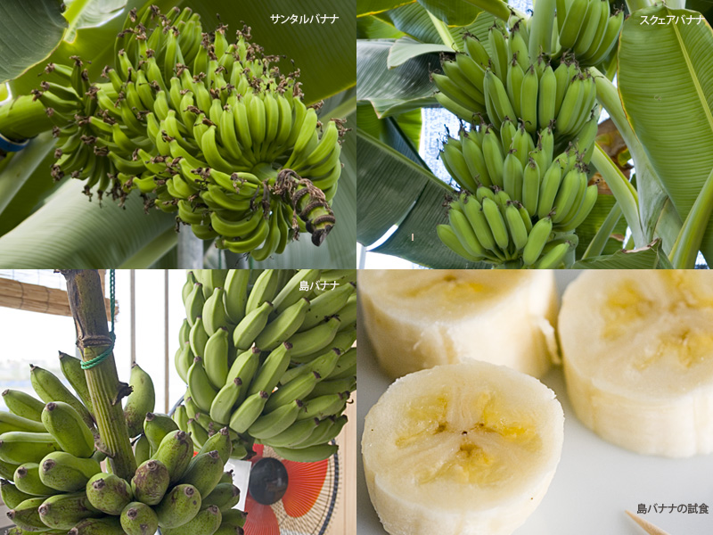 banana_03.jpg