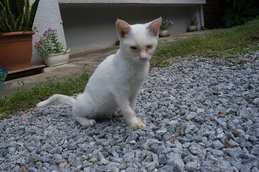 cat_daikei.jpg