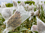 corn1.jpg