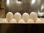 egg_081206_machan.jpg