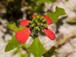 fl_poinsechia.jpg