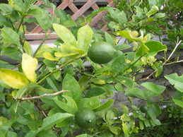 lemontree_raku.jpg