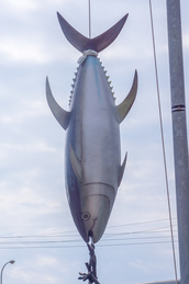 maguro_figure_nakanuhama.jpg
