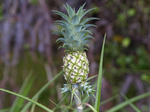 pine1_z_izumi_pine.jpg