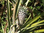 pine2_z_izumi_pine.jpg