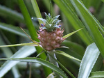 pine3_fl_izumi_pine.jpg