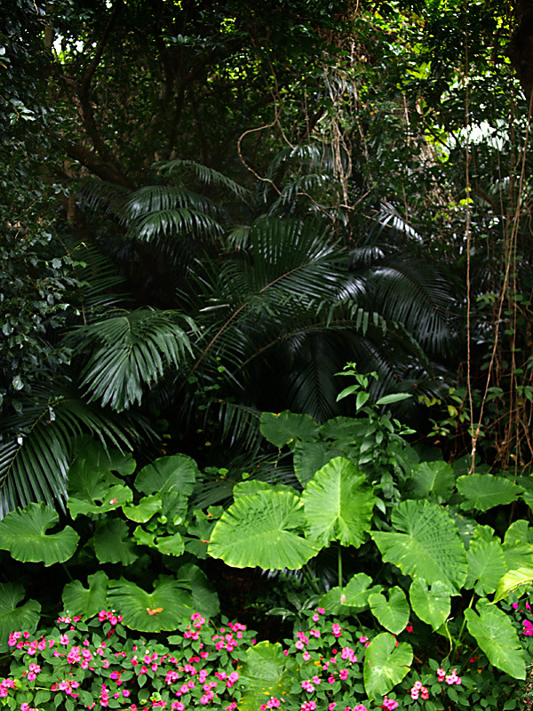plant_t_morikawa110326.jpg