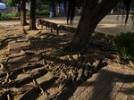 root_hgasi_jp.jpg
