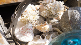 shell2_ippukuya.jpg