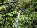 taki_bridge_leaf.jpg