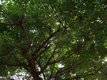 tree_hgasi_jp.jpg