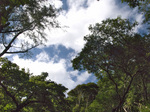 trees_miage.jpg