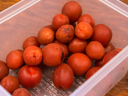 ume_syoya.jpg